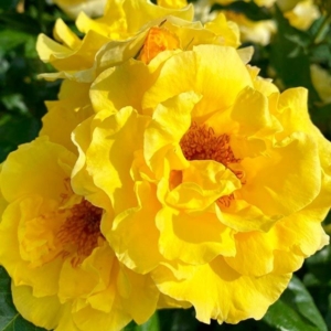 Роза Оттава