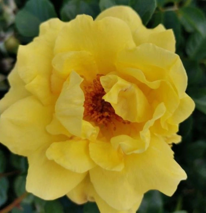 Роза Оттава 2