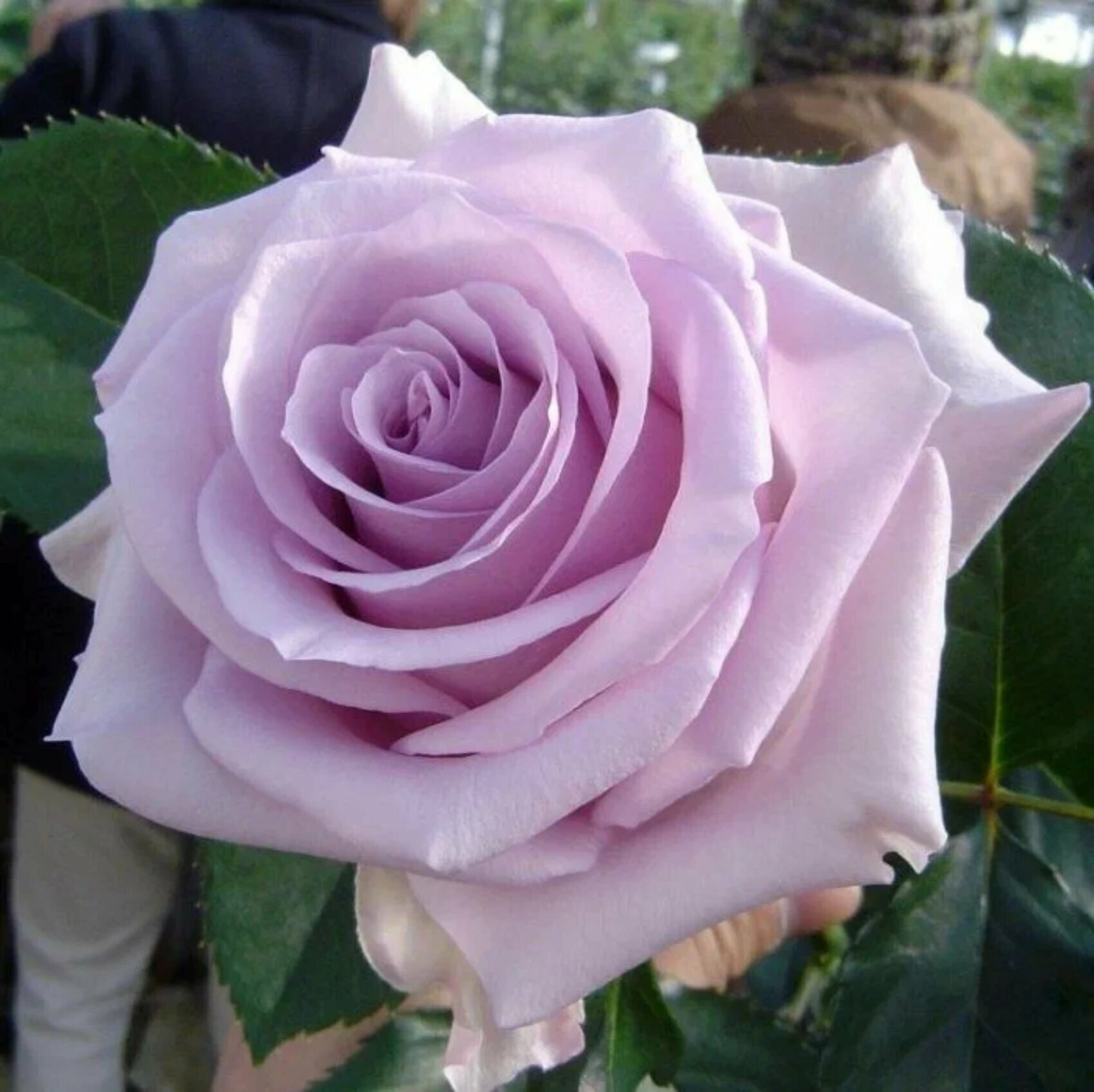 Роза Оушен Сонг 2