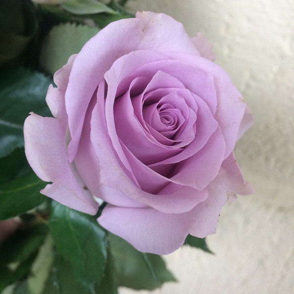 Роза Оушен Сонг 3