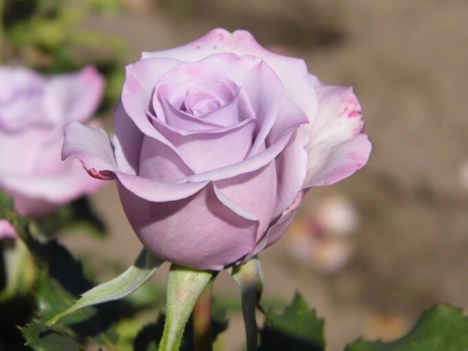 Роза Оушен Сонг 4