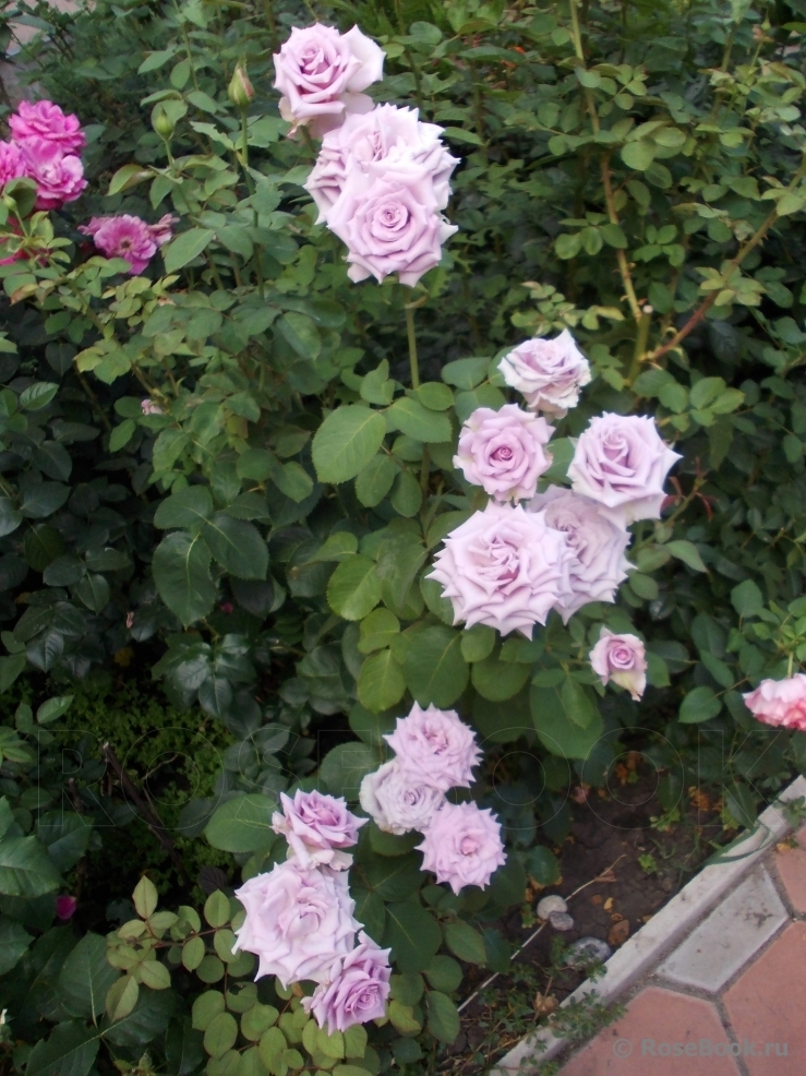 Роза Оушен Сонг 5