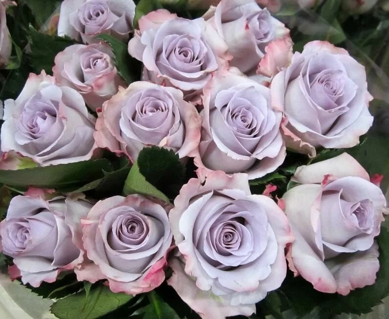 Роза Оушен Сонг