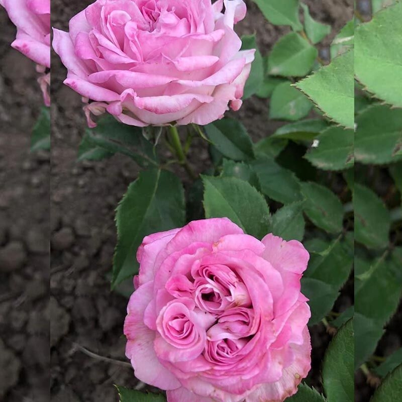 Роза Пачули 3