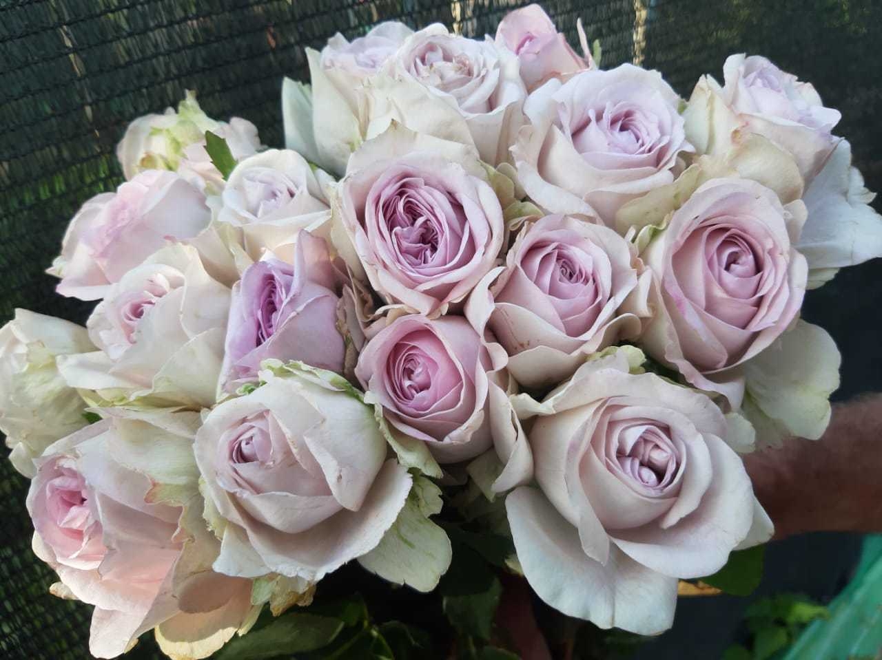 Роза Пачули 4