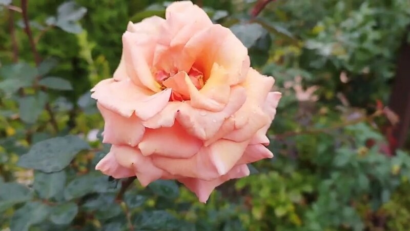 Роза Пако Рабан 6