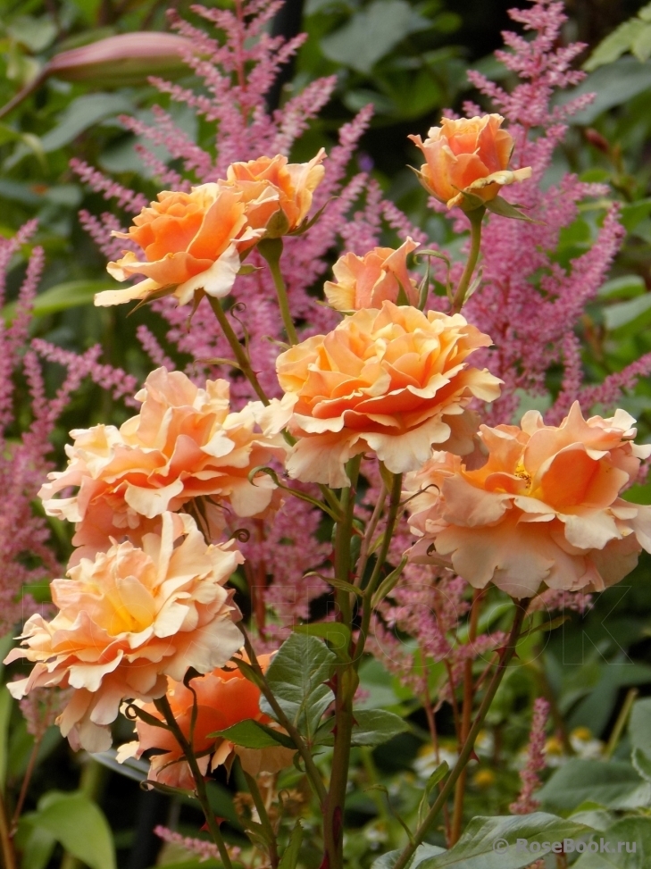 Роза Пако Рабан 7