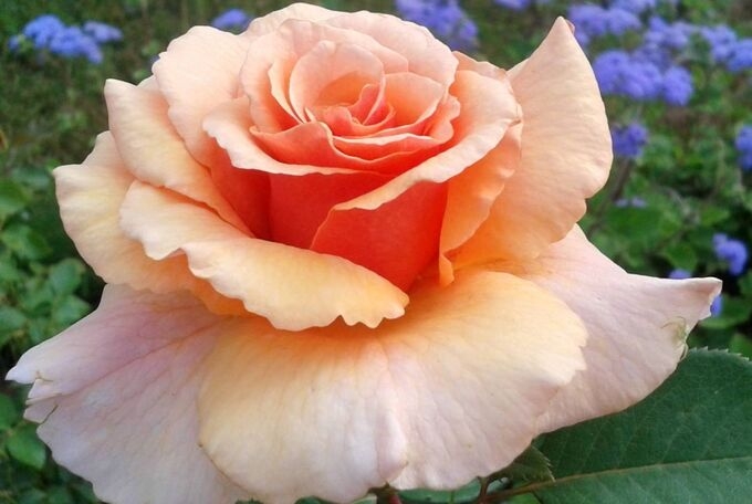 Роза Пако Рабан