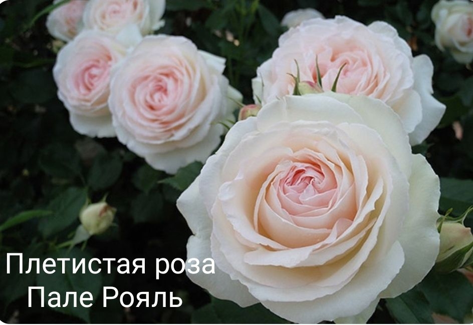 Роза Пале Рояль 2