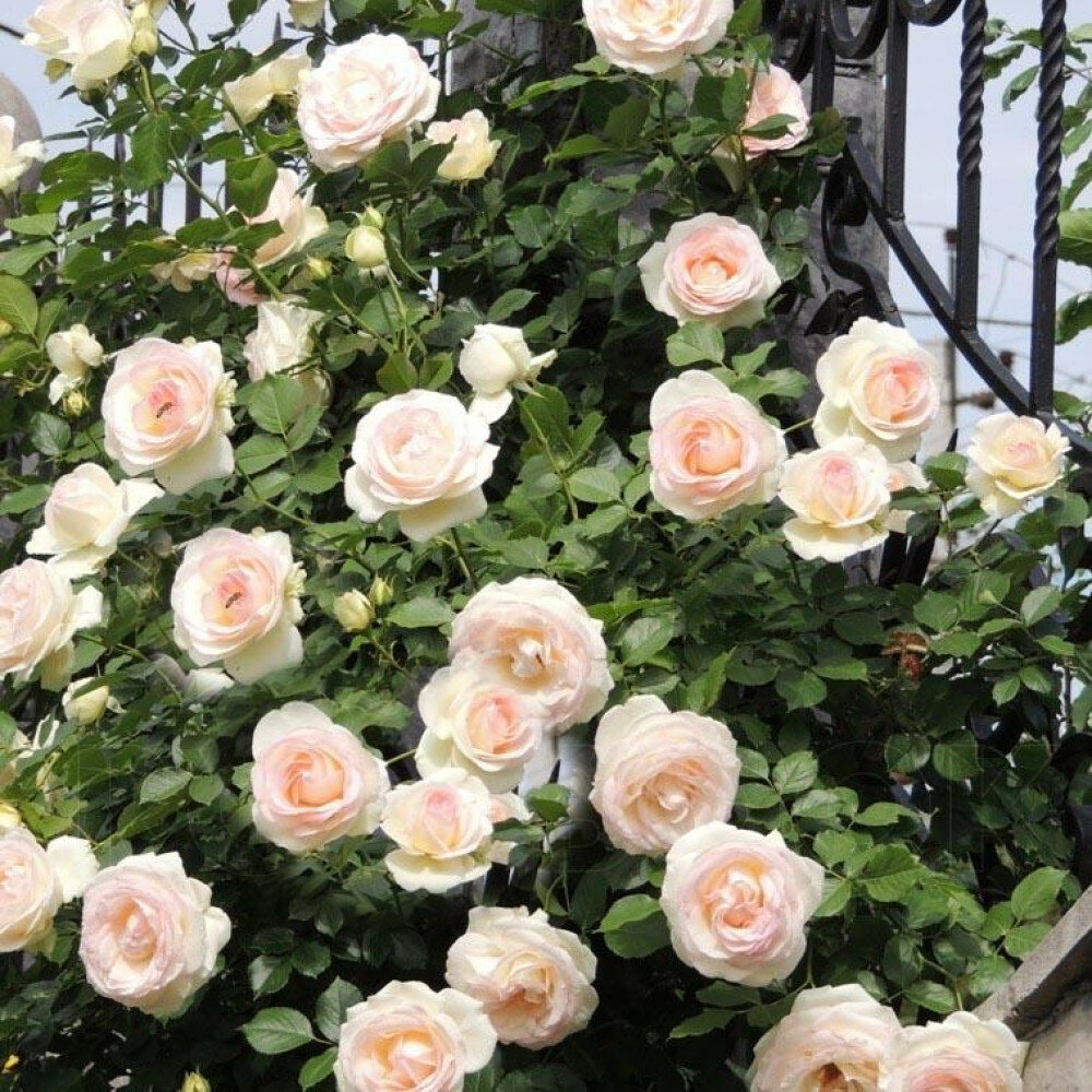 Роза Пале Рояль 3