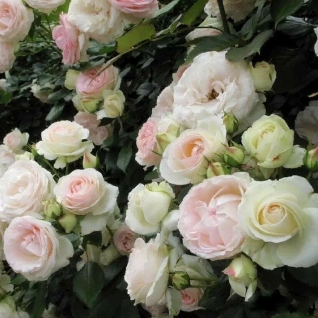 Роза Пале Рояль 4