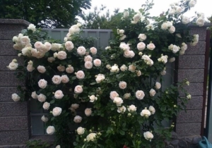 Роза Пале Рояль