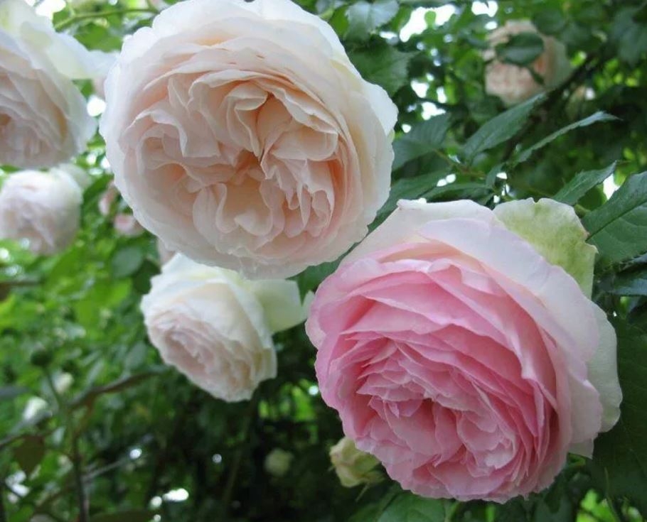 Роза Пале Рояль 5