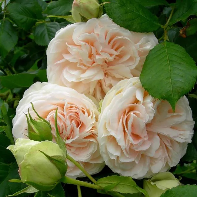 Роза Пале Рояль 7