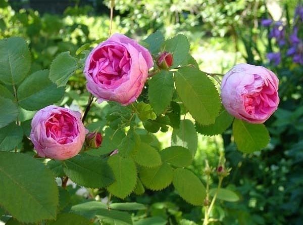 Роза Паллада 6