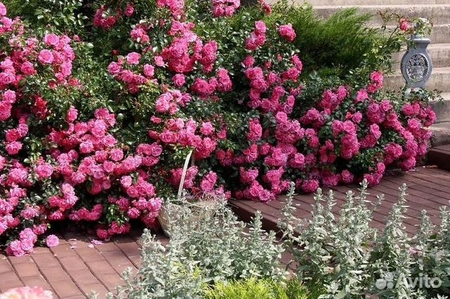 Роза Пальменгартен Франкфурт 2