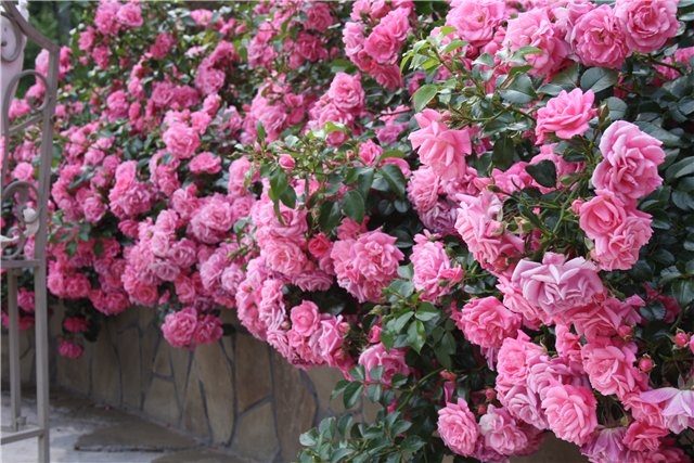 Роза Пальменгартен Франкфурт 3