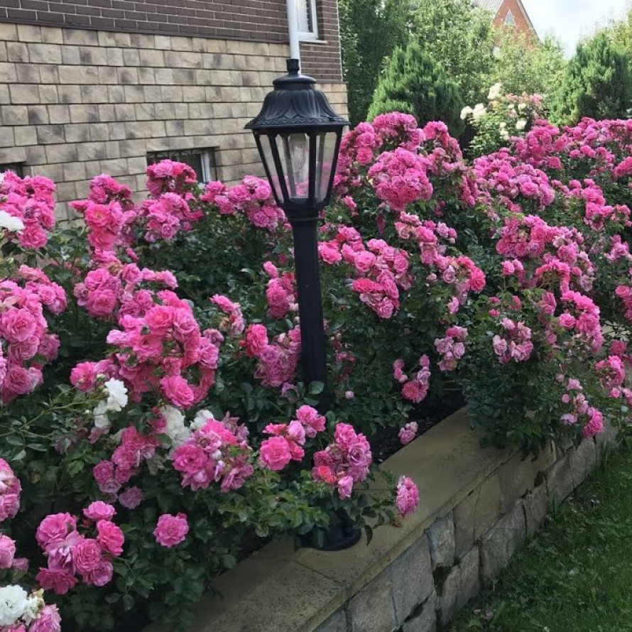 Роза Пальменгартен Франкфурт 4