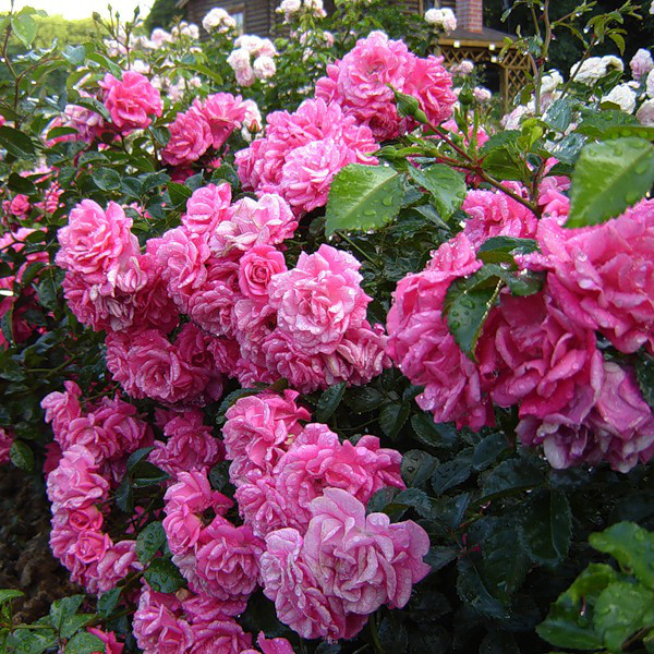 Роза Пальменгартен Франкфурт 5