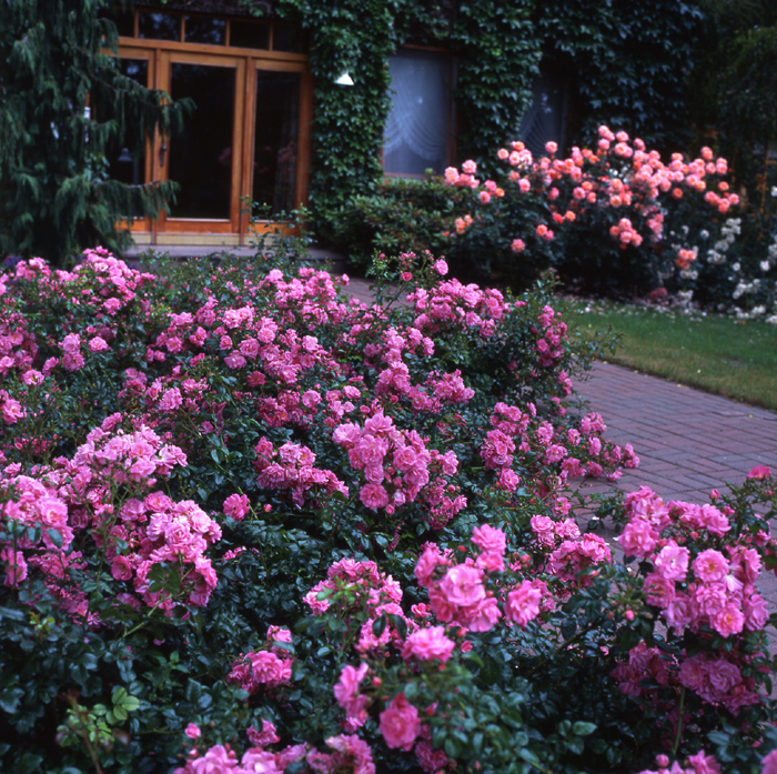 Роза Пальменгартен Франкфурт 7