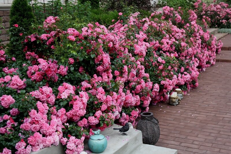 Роза Пальменгартен Франкфурт