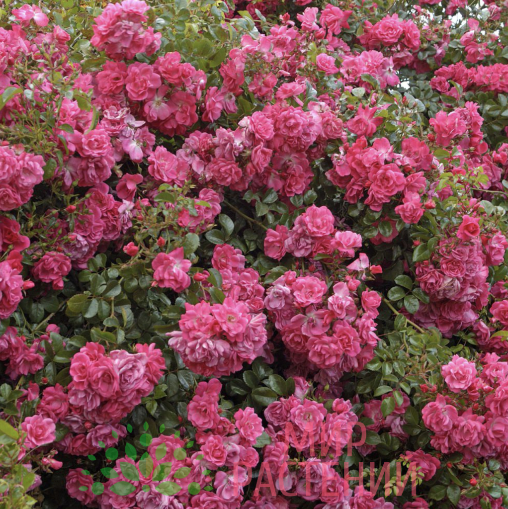 Роза Пальменгартен Франкфурт 6