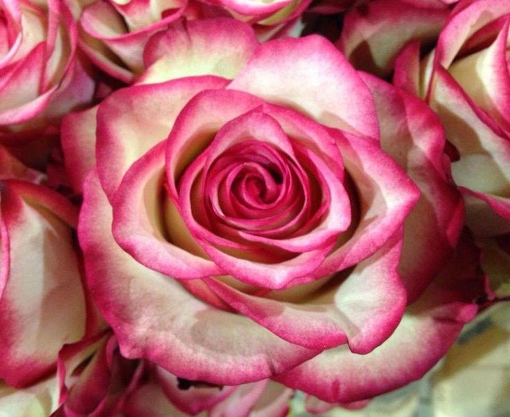 Роза Палома 5