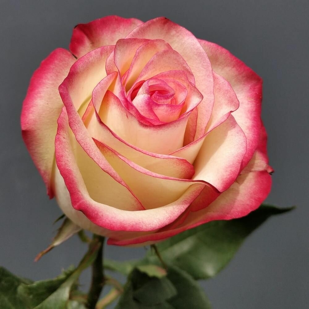 Роза Палома