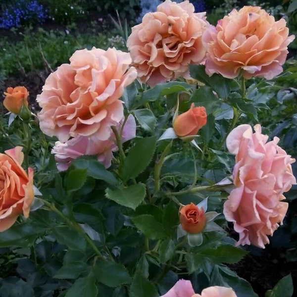 Роза Пампкин Патч 2