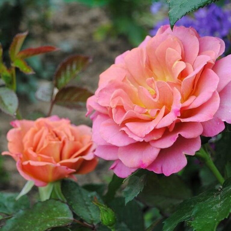 Роза Пампкин Патч 3