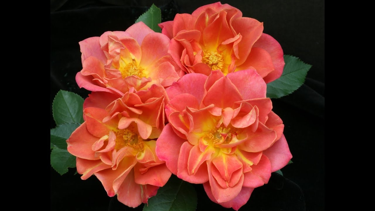 Роза Пампкин Патч 5