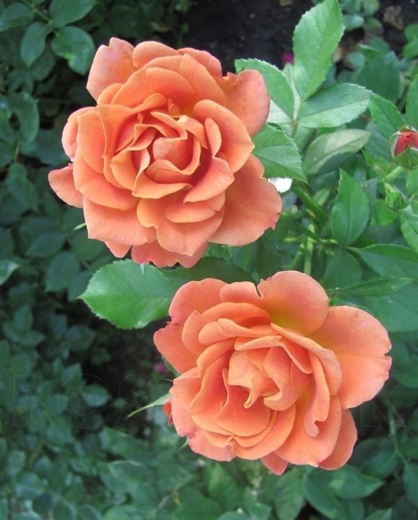 Роза Пампкин Патч