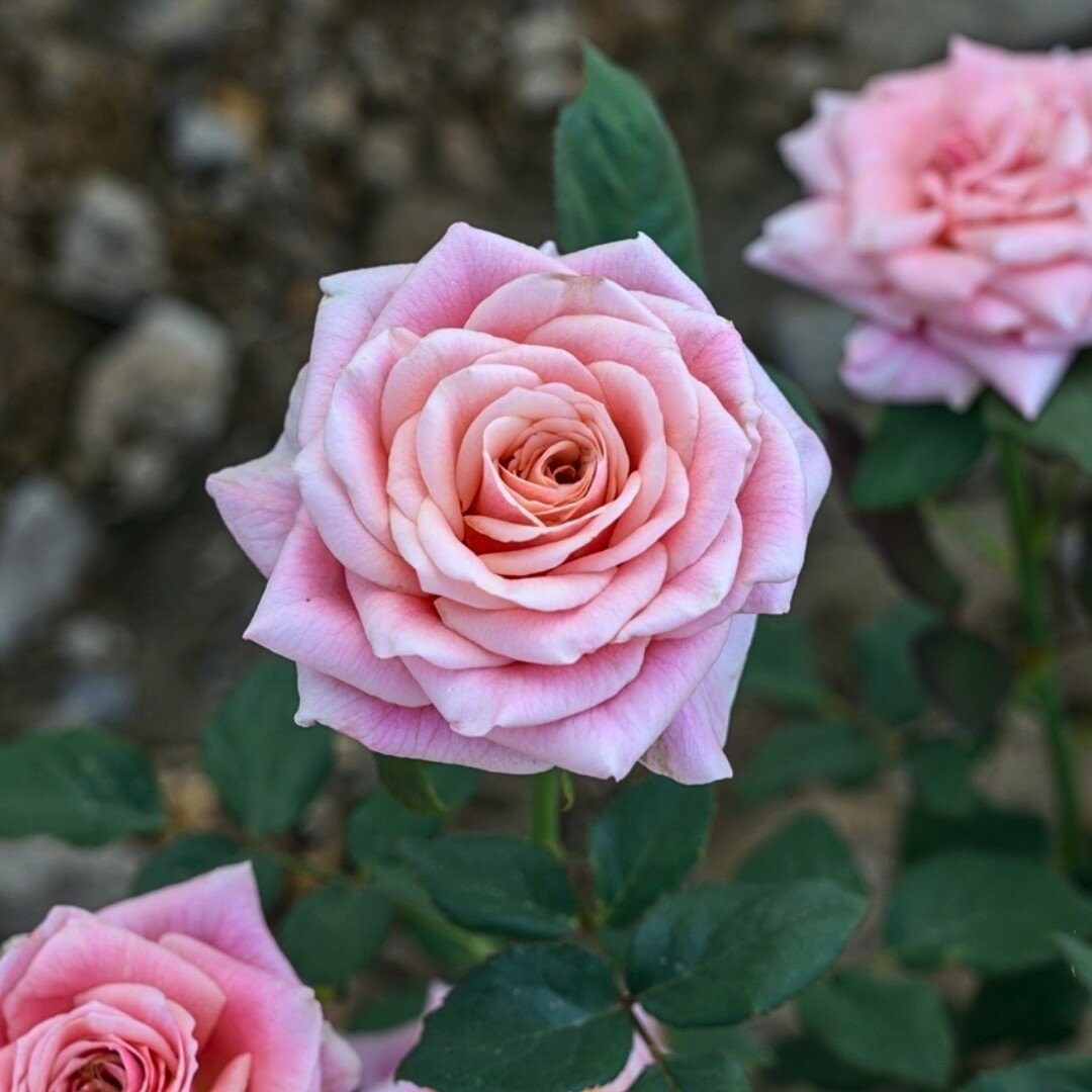 Роза Панама 2