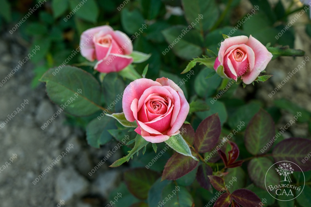 Роза Панама 3