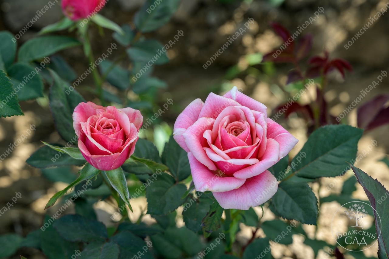 Роза Панама 4