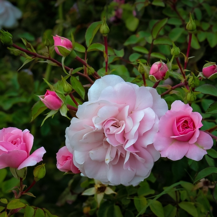 Роза Панама 5