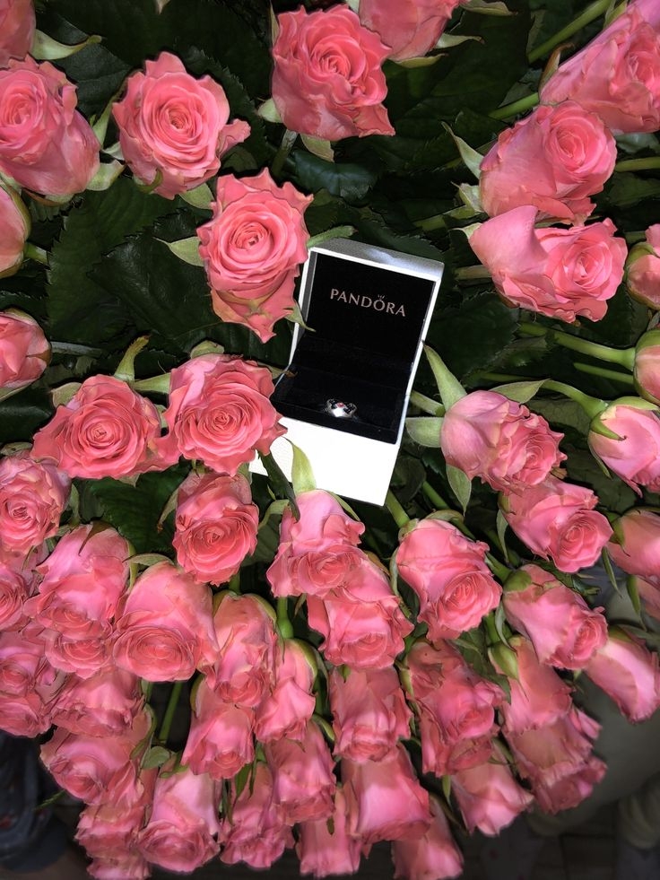 Роза Пандора 3