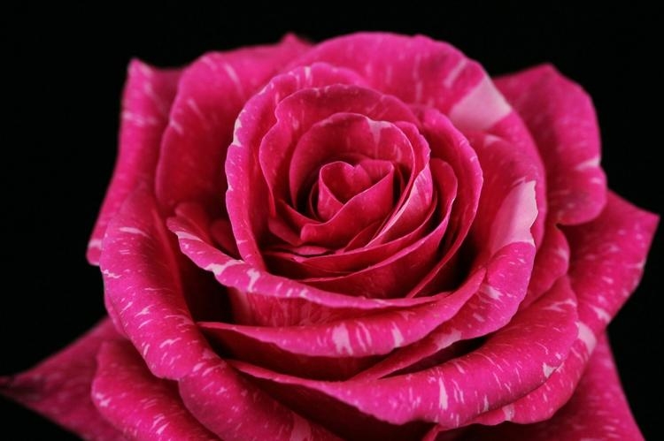 Роза Пандора