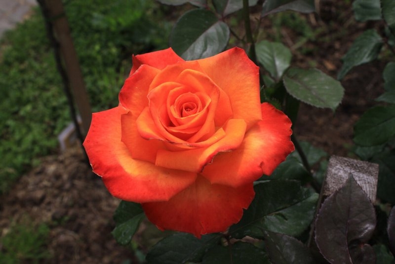 Роза Папайя 2