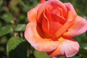 Роза Папайя