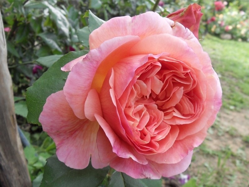 Роза Папи Дельбар 2