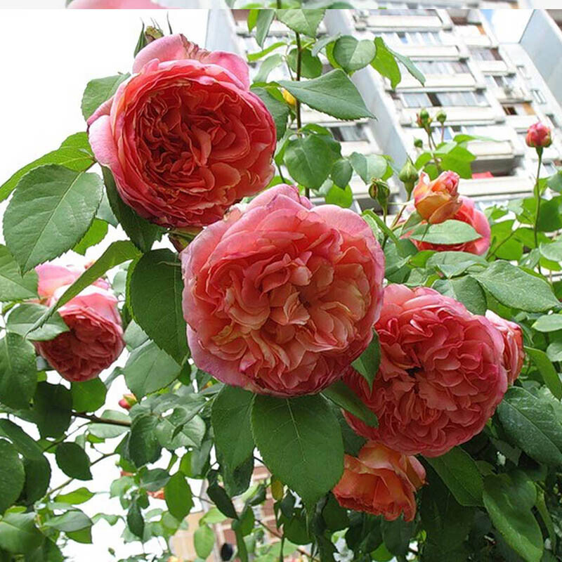 Роза Папи Дельбар 3