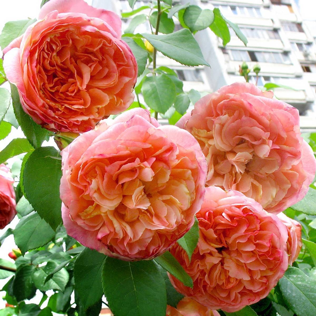 Роза Папи Дельбар 4