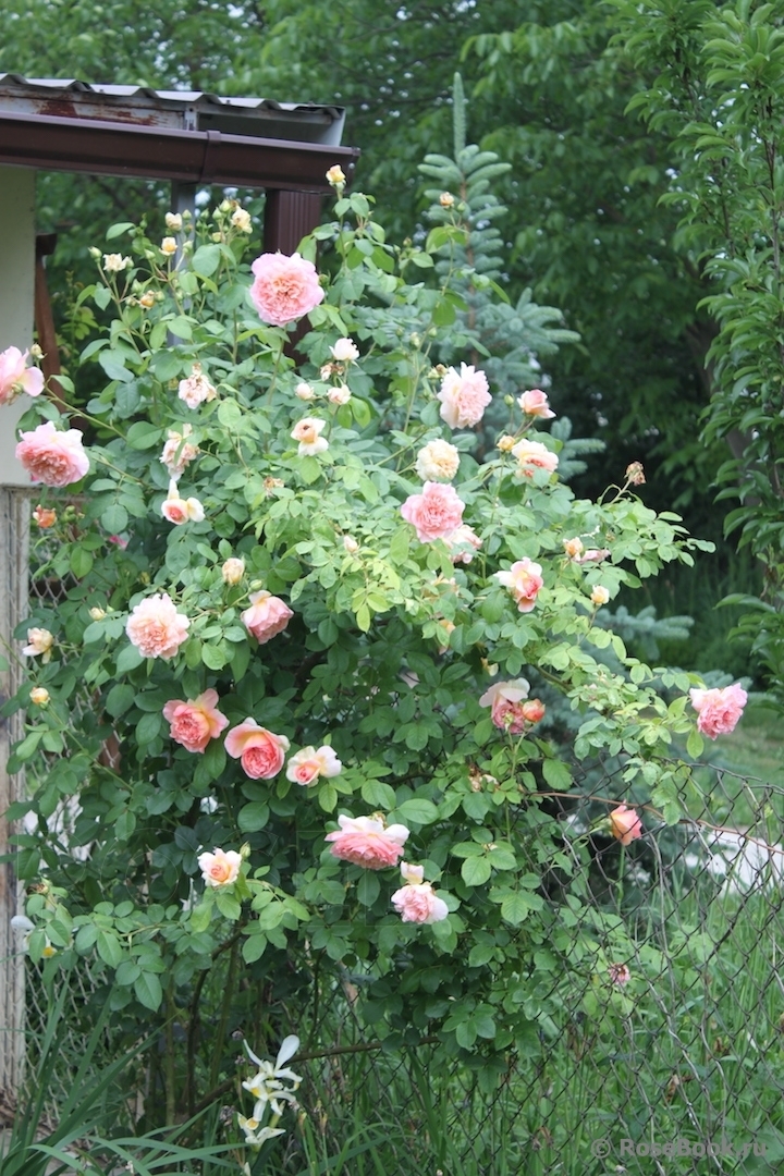 Роза Папи Дельбар 5