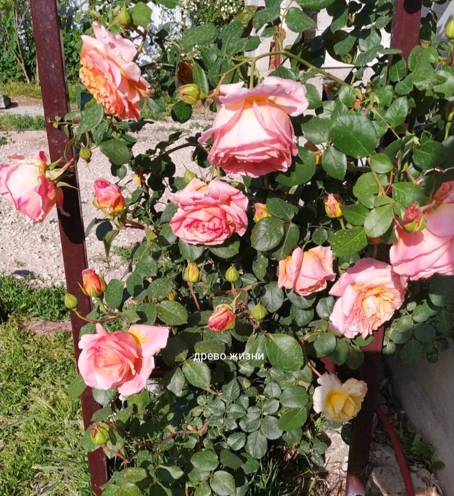 Роза Папи Дельбар 6