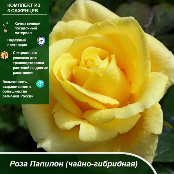 Роза Папилон 2