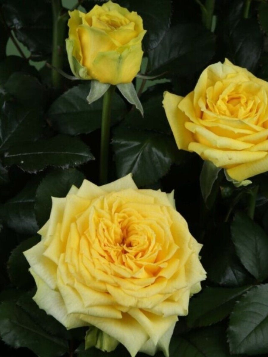 Роза Папилон 3