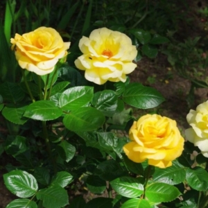 Роза Папилон