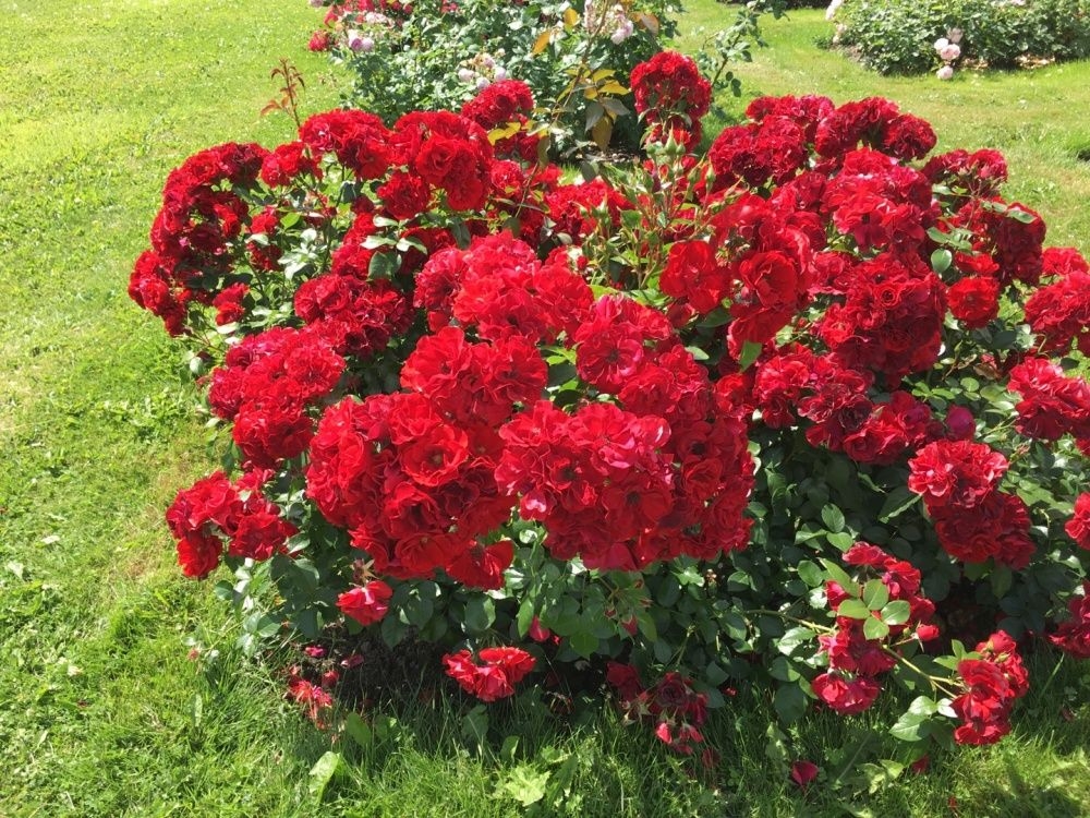 Роза Паприка 2