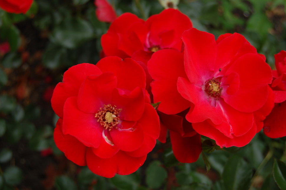 Роза Паприка 4